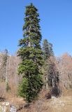 Abies nordmanniana. Взрослое дерево. Адыгея, Кавказский биосферный заповедник, Фишт-Оштенский массив, ур. Яворова Поляна, смешанный кленово-пихтовый лес, выс. ≈ 1650 м н.у.м. 01.11.2015.