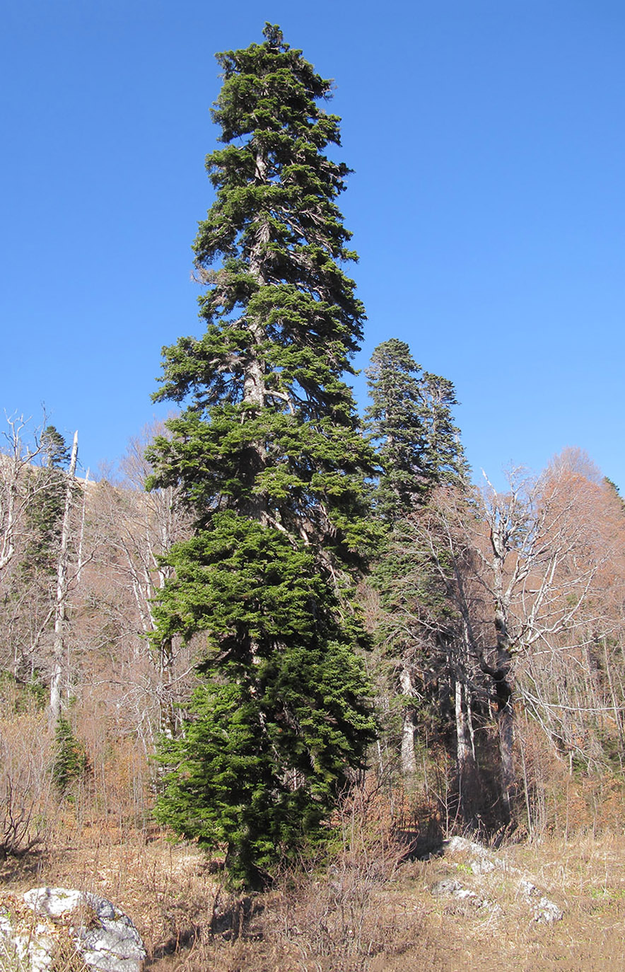 Изображение особи Abies nordmanniana.