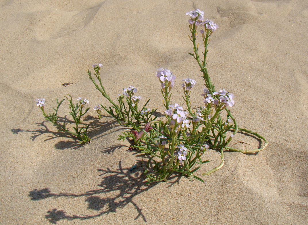 Image of Cakile euxina specimen.