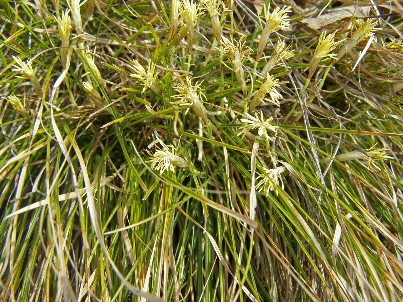 Image of Carex humilis specimen.