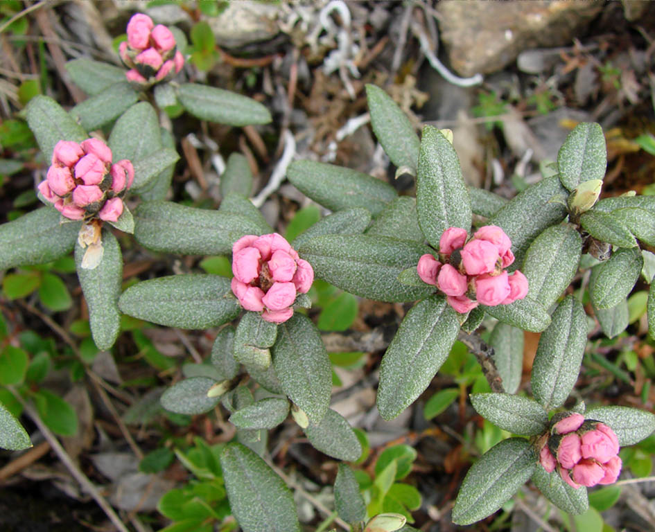 Image of Rhododendron adamsii specimen.