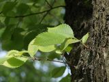 Ulmus laevis. Водяные побеги на стволе. Санкт-Петербург. 02.06.2009.