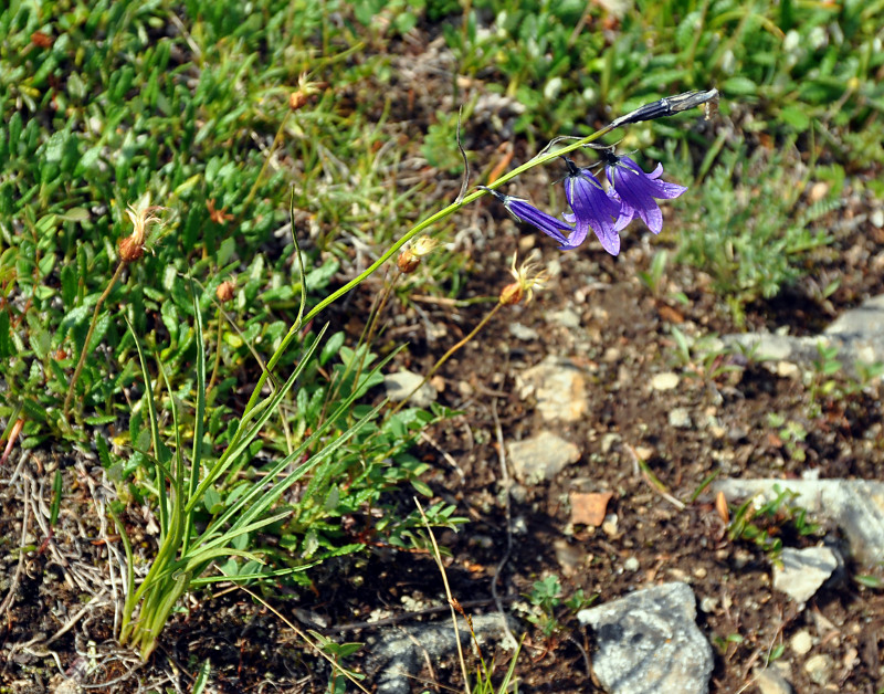 Image of Campanula turczaninovii specimen.