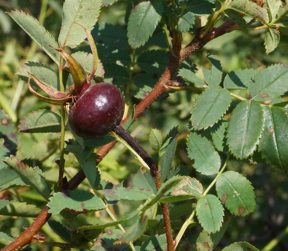 Image of Rosa spinosissima specimen.