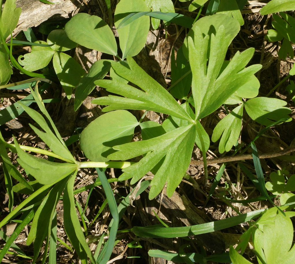 Изображение особи Ranunculus krylovii.