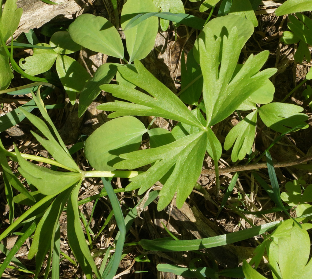 Image of Ranunculus krylovii specimen.