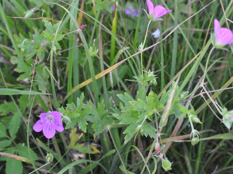 Изображение особи Geranium palustre.