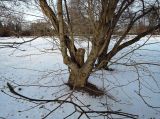 Magnolia kobus. Основания стволов покоящихся деревьев. Латвия, Рига, Ботанический сад Латвийского университета, экспозиция магнолий (участок 1). 07.01.2015.