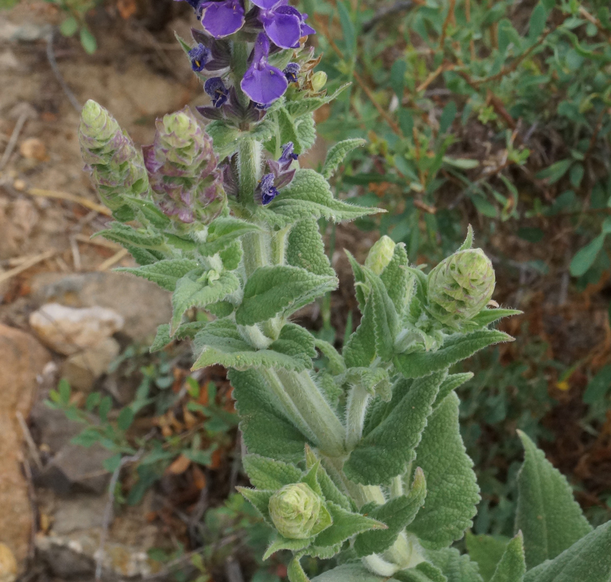 Image of Salvia deserta specimen.