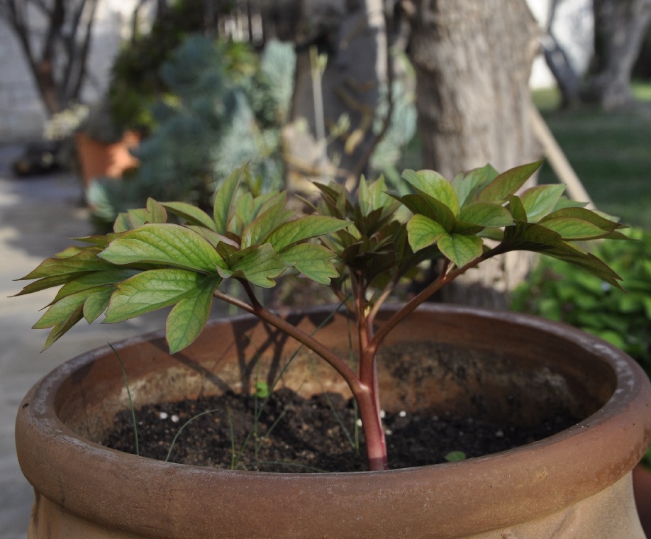 Изображение особи Paeonia peregrina.