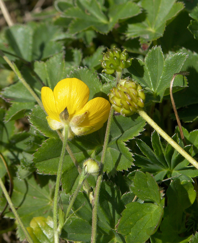 Image of Ranunculus caucasicus specimen.