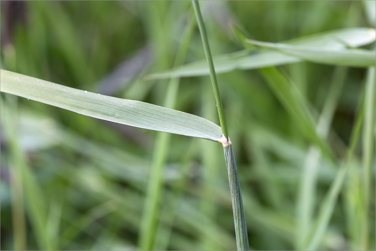 Изображение особи Alopecurus arundinaceus.