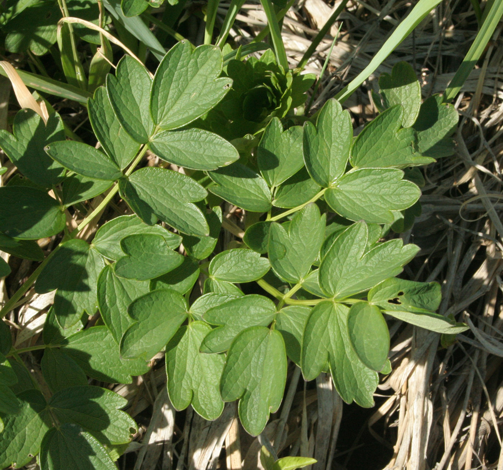 Image of Thalictrum flavum specimen.