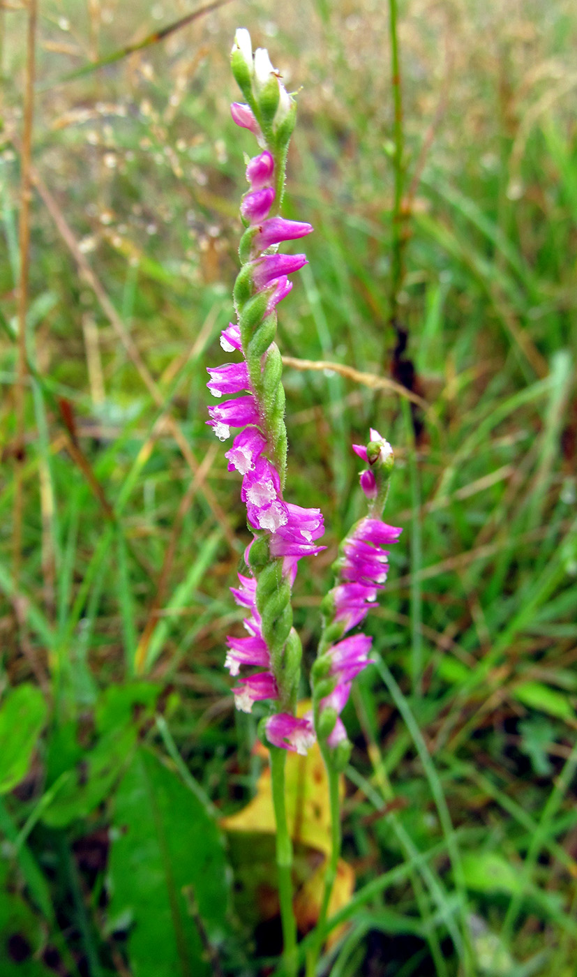 Изображение особи Spiranthes australis.