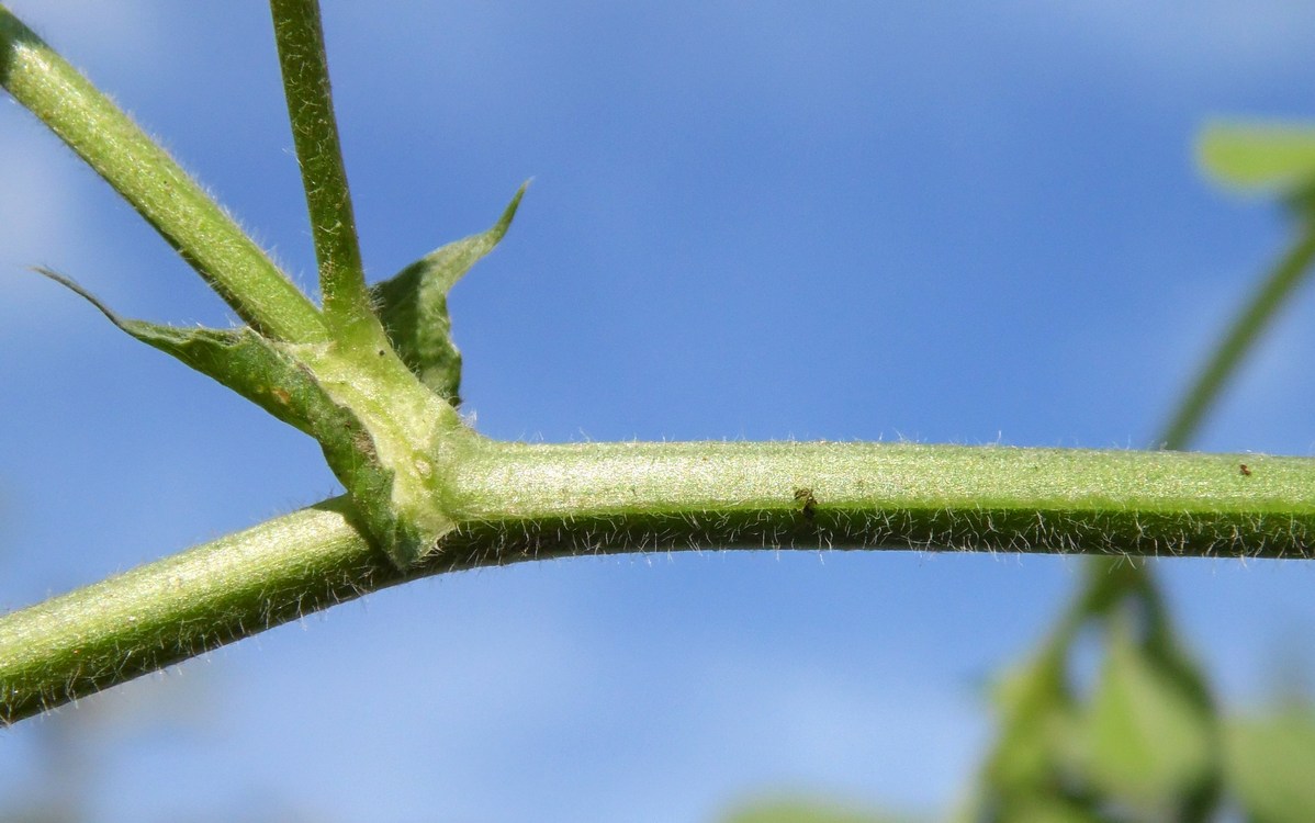 Image of Medicago lupulina specimen.