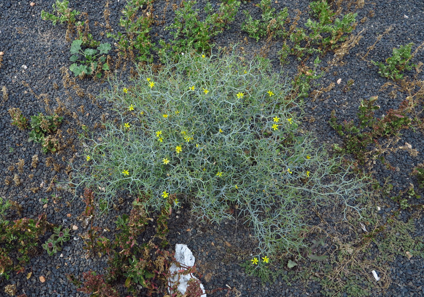 Image of Launaea arborescens specimen.