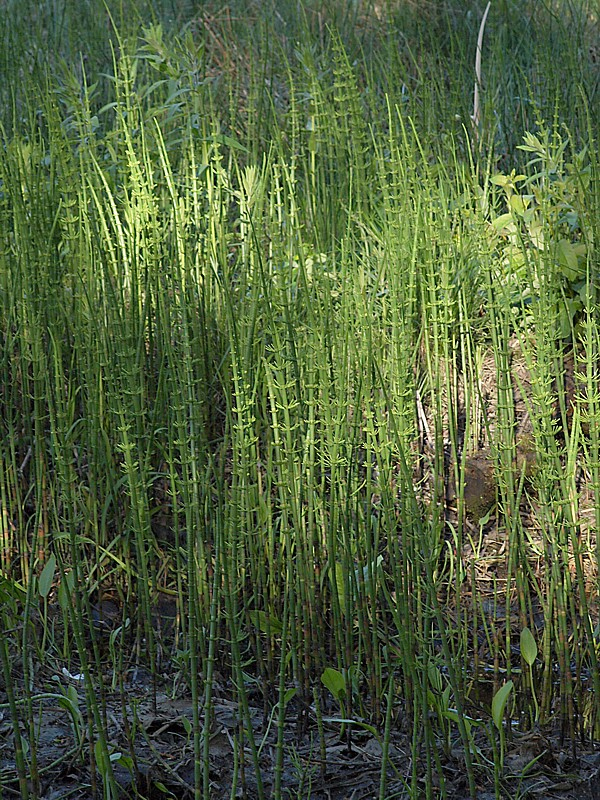 Image of Equisetum fluviatile specimen.