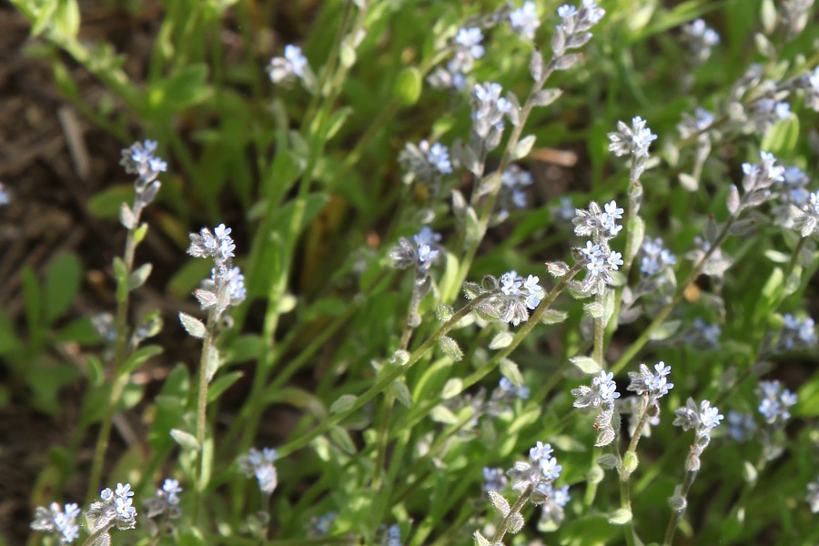 Image of Myosotis micrantha specimen.