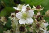 genus Rubus