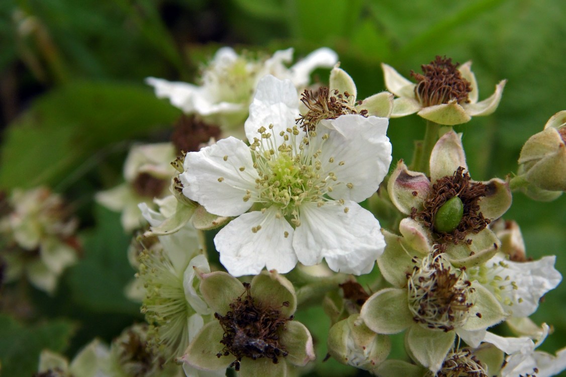 Image of genus Rubus specimen.