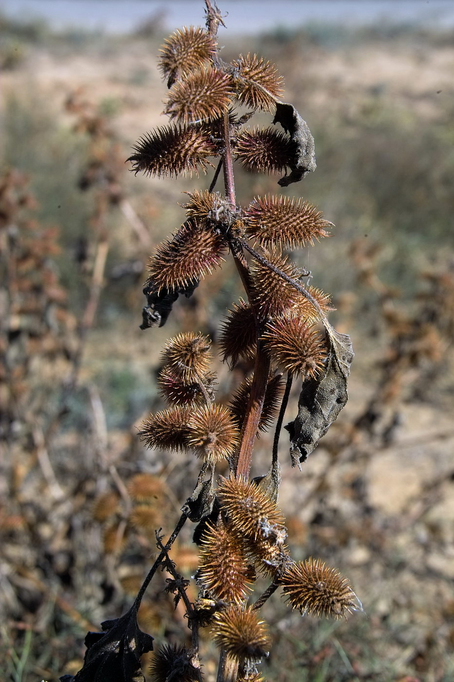 Изображение особи Xanthium orientale.