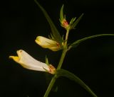 Melampyrum pratense. Верхушка побега с цветками. Московская обл., Раменский р-н, окр. ж.-д. платформы Хрипань, смешанный лес у ЛЭП. 16.06.2016.