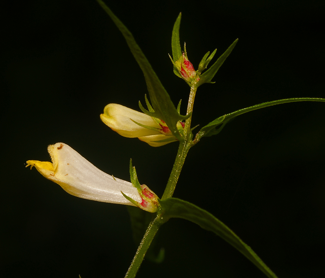 Image of Melampyrum pratense specimen.