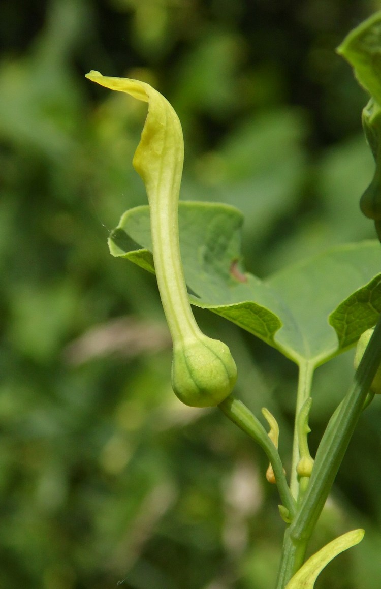 Изображение особи Aristolochia clematitis.