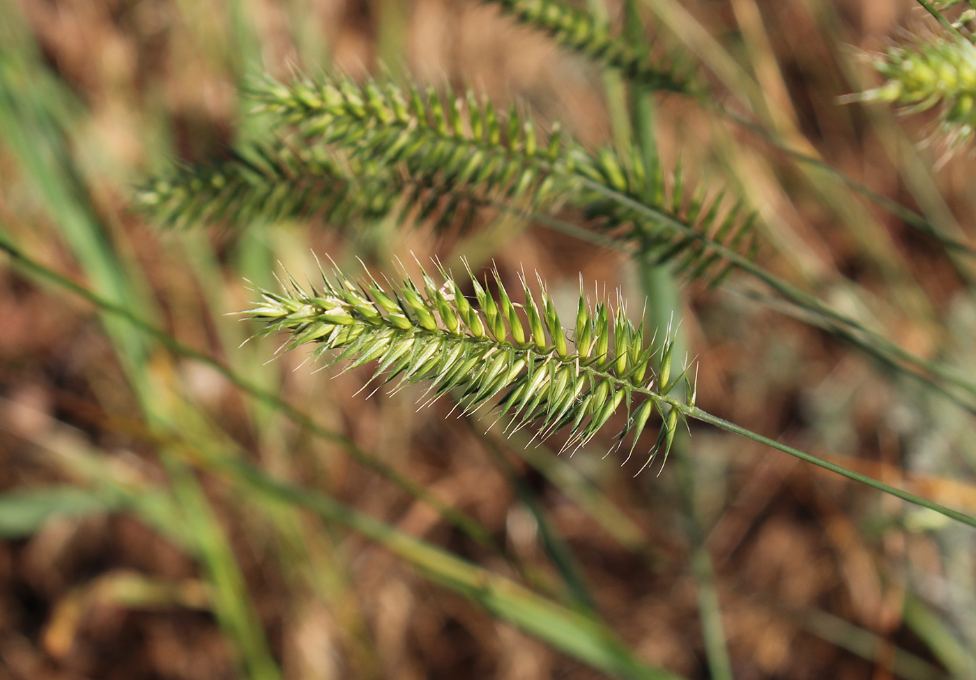 Изображение особи Agropyron pectinatum.