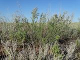 Limonium coralloides