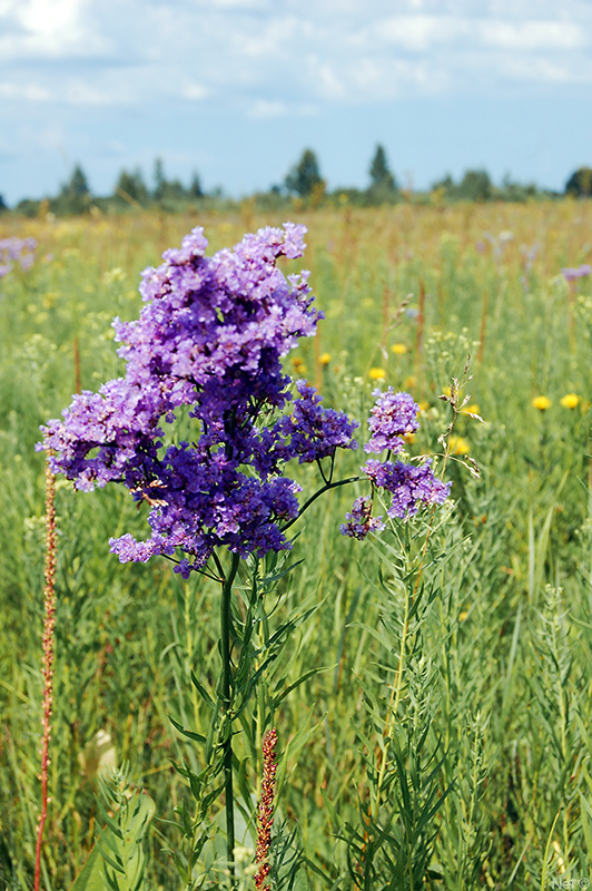 Изображение особи Limonium gmelinii.