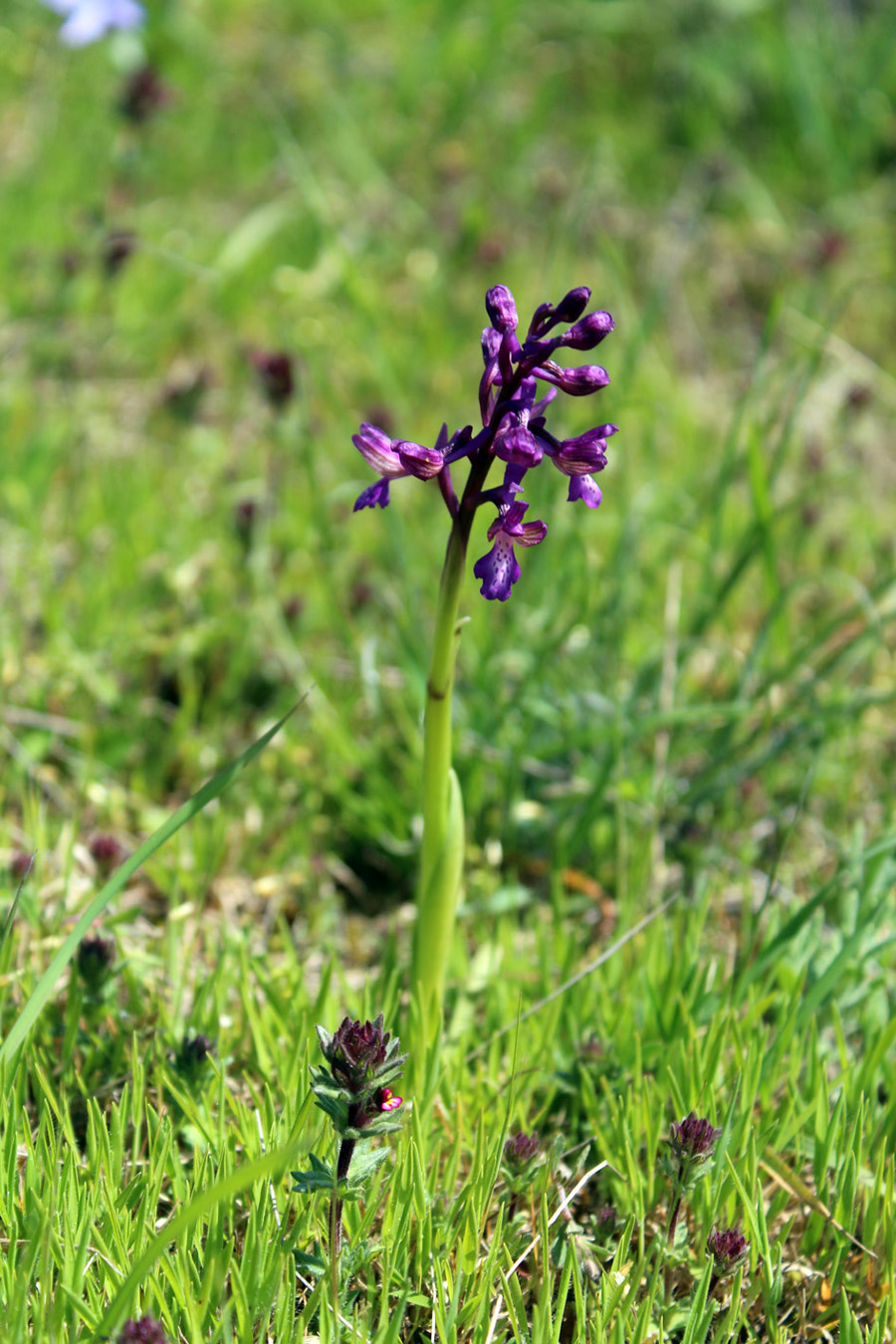Image of Anacamptis morio ssp. caucasica specimen.