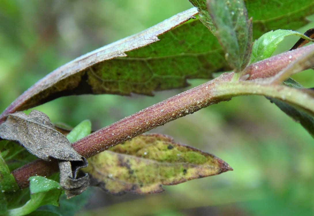 Image of Eupatorium cannabinum specimen.