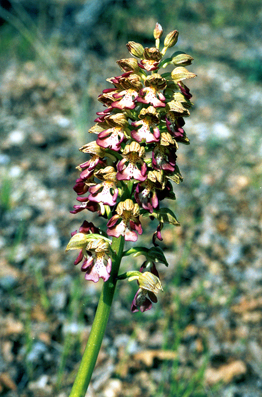 Изображение особи Orchis &times; wulffiana.