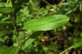 Galatella dracunculoides