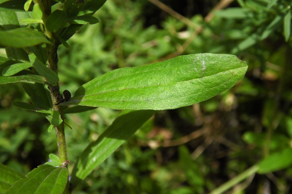 Image of Galatella dracunculoides specimen.