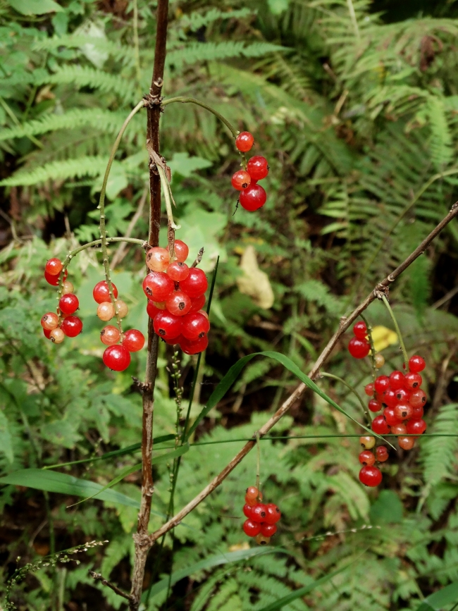 Изображение особи Ribes mandshuricum.