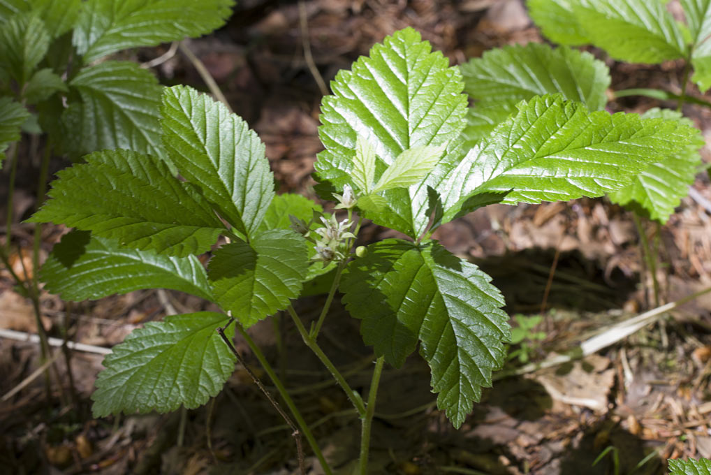 Изображение особи Rubus saxatilis.