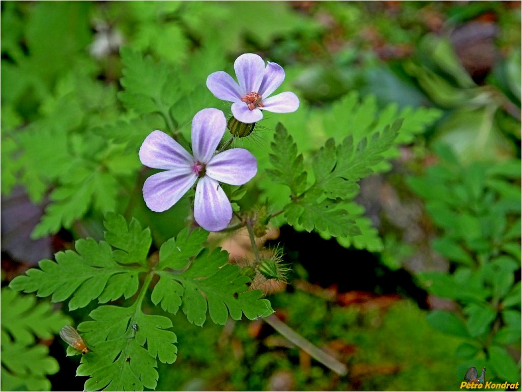 Изображение особи Geranium robertianum.