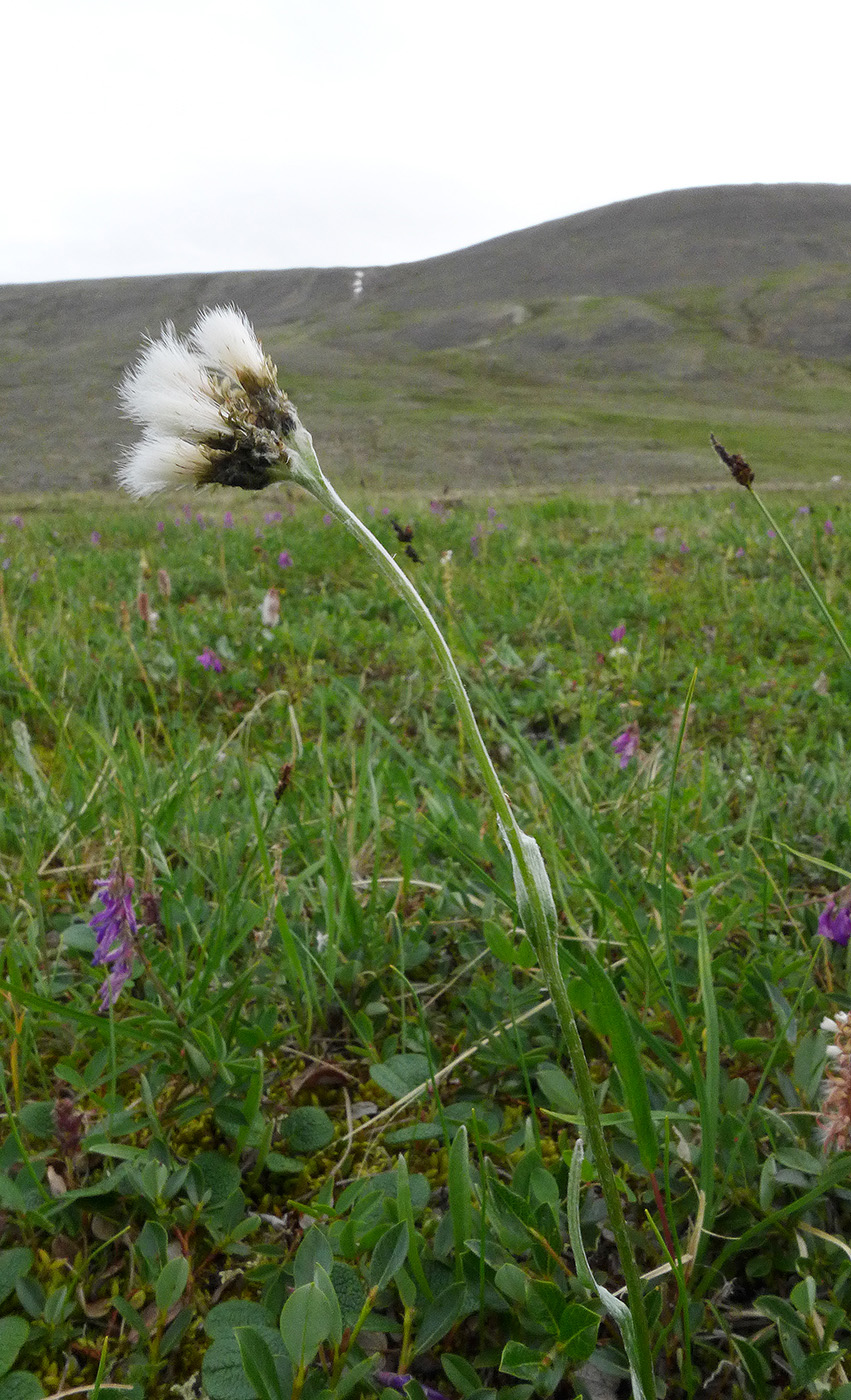 Изображение особи Antennaria lanata.