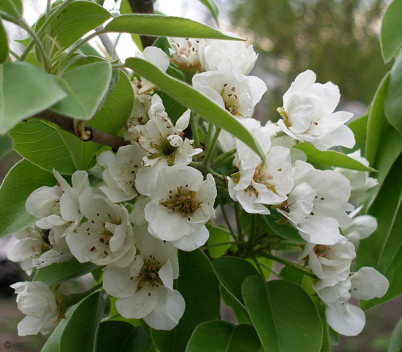 Изображение особи Pyrus communis.