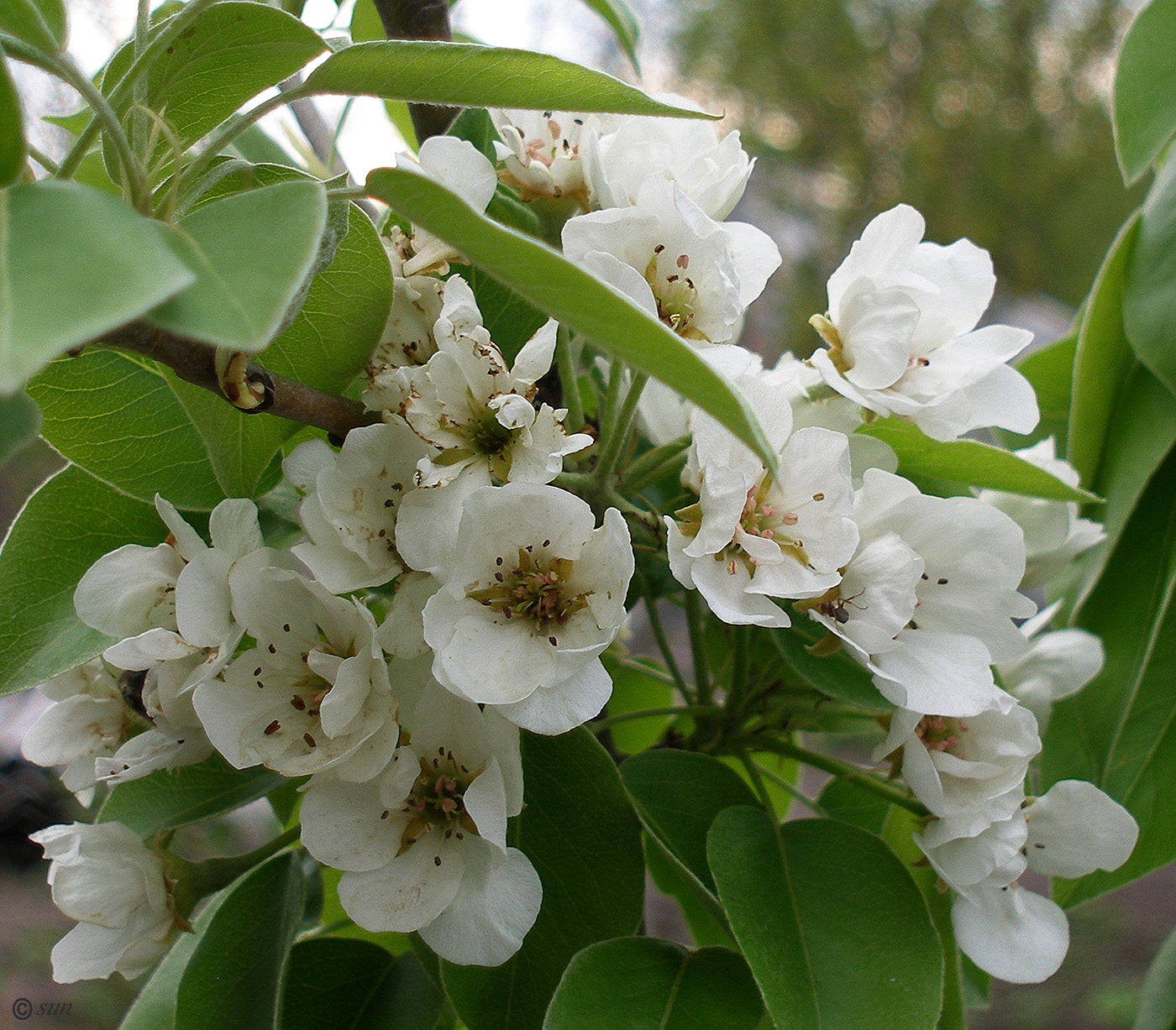 Image of Pyrus communis specimen.