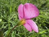 Oxalis bowiei