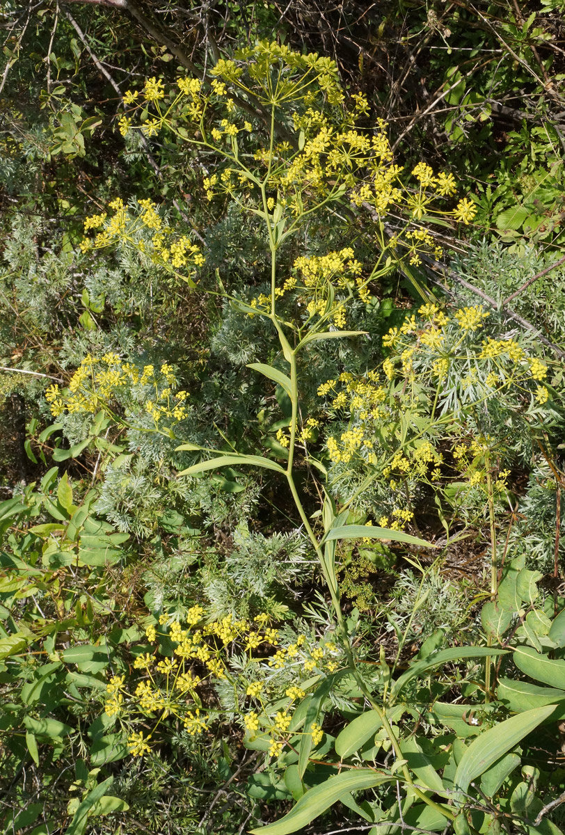 Изображение особи Bupleurum krylovianum.