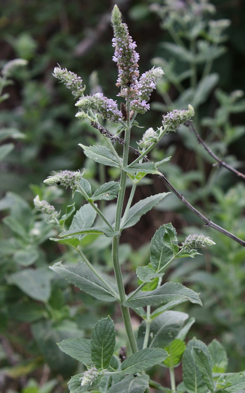 Image of Mentha longifolia specimen.