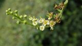 Lauro-cerasus officinalis. Соцветие с завязавшимися плодами. Крым, Южный Берег, Партенит, парк ЛОК \"Айвазовское\". 05.11.2016.