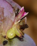 Tradescantia pallida