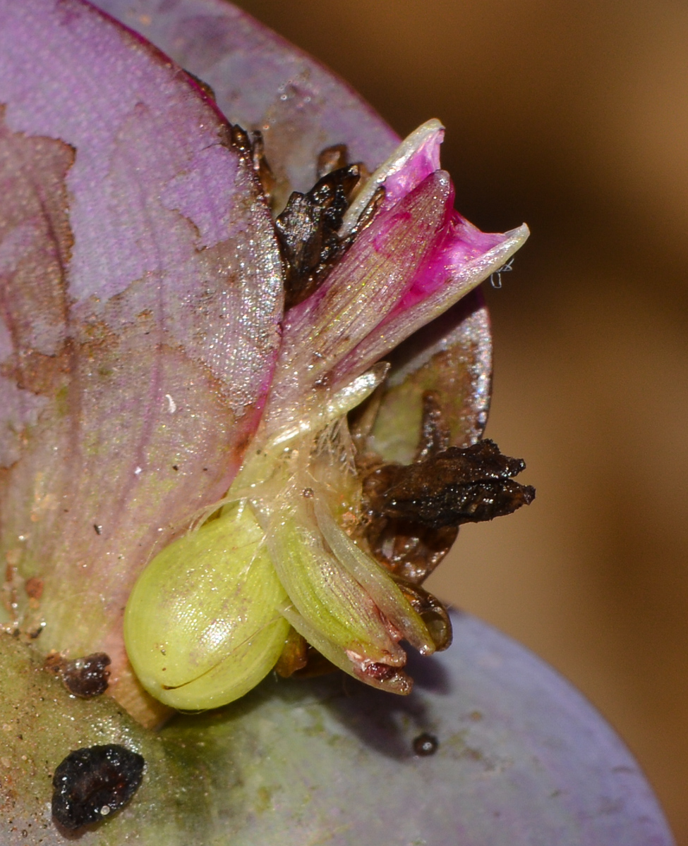 Image of Tradescantia pallida specimen.