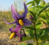 Solanum dulcamara. Цветки. Республика Татарстан, г. Казань, пос. Займище, пойма р. Волга, окр. Займищенского моста, зарастающий песчаный пляж. 21.06.2015.