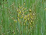 Bromopsis inermis. Соцветия. Иркутская обл., Ангарский р-н, долина р. Ангара, луг. 25.06.2016.